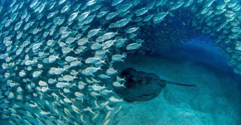 Tenerife: Scuba Diving Experience for Every Level - The Equipment and Logistics