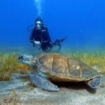 Tenerife: Scuba Diving Lesson and Abades Protected Area Dive - The Marine Life and Scenery You Might Encounter