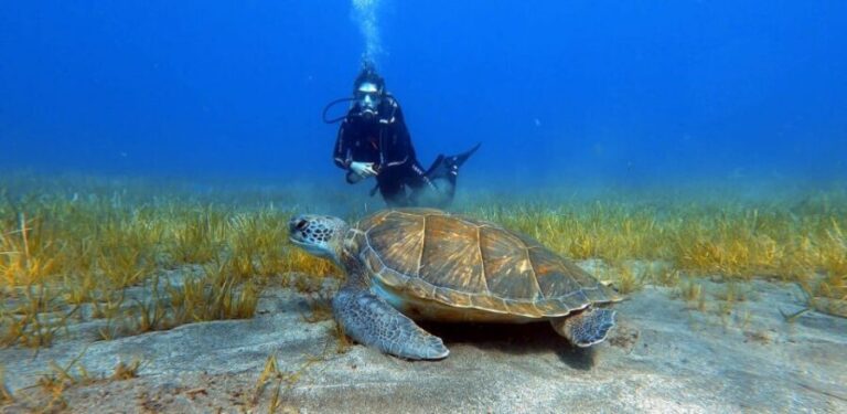 Tenerife: Scuba Diving Lesson and Abades Protected Area Dive - The Marine Life and Scenery You Might Encounter