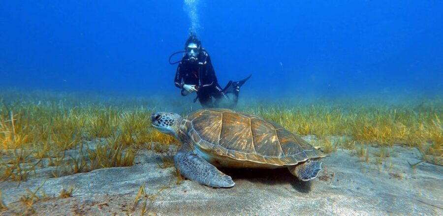 Tenerife: Scuba Diving Lesson and Abades Protected Area Dive - The Marine Life and Scenery You Might Encounter
