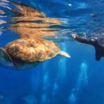 Tenerife: Snorkel with Turtles - The itinerary in detail