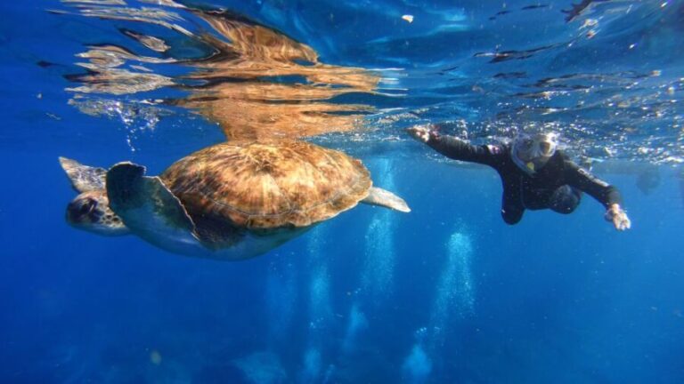 Tenerife: Snorkel with Turtles - The itinerary in detail