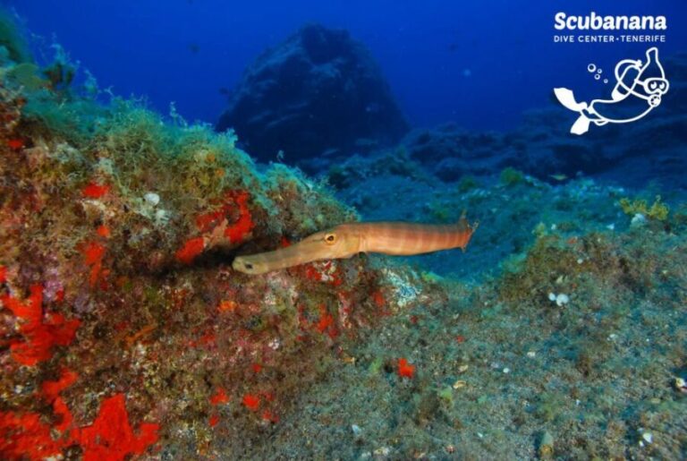 Tenerife: Snorkeling Equipment Rental in Radazul - Equipment Quality and User Satisfaction