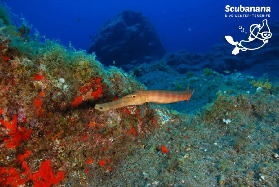 Tenerife: Snorkeling Equipment Rental in Radazul - Equipment Quality and User Satisfaction