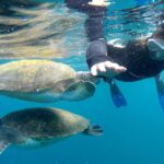 Tenerife: Snorkeling Trip in a Turtle Habitat - What to Expect at Each Step