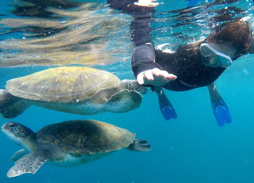 Tenerife: Snorkeling Trip in a Turtle Habitat - What to Expect at Each Step