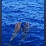 Tenerife: Sunset Catamaran Tour with Transfer, Buff & Drinks - Detailed Breakdown of the Experience