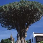 Tenerife: Teide National Park Full-Day Tour with Pickup - What’s Included and What You Should Budget For