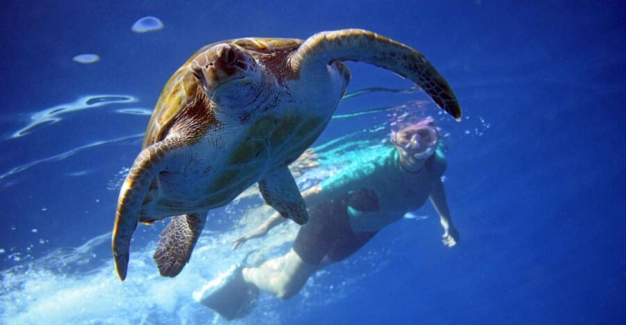 Tenerife: Turtle & Dolphin Kayak Tour with Snorkel & Wetsuit - Why This Tour Works Well