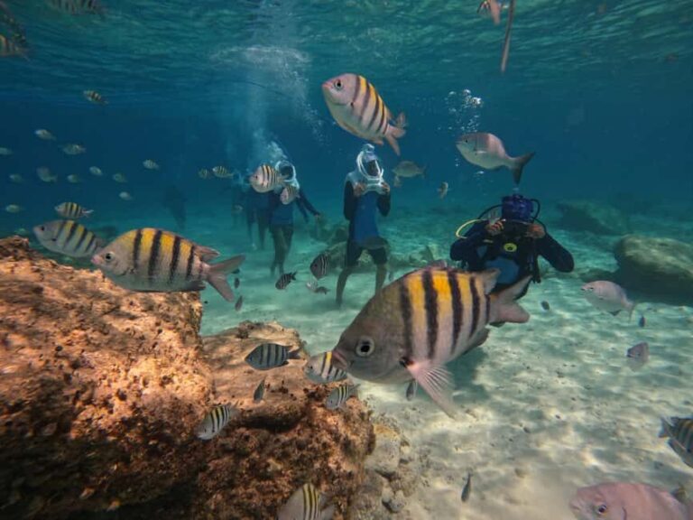 Tenerife: Underwater Walk - Sea Trek Experience - The Itinerary and What to Expect