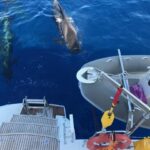 Tenerife: Whale and Dolphin Watching Boat Tour - Who Should Consider This Tour?