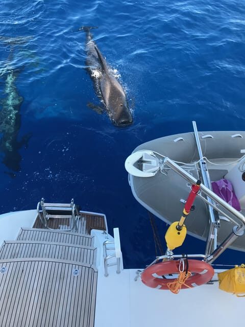 Tenerife: Whale and Dolphin Watching Boat Tour - Who Should Consider This Tour?