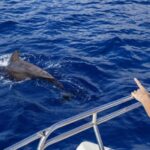 Tenerife: Whale and Dolphin Watching Tour by Sailboat - Practical Details and What to Expect