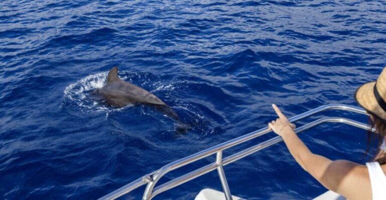 Tenerife: Whale and Dolphin Watching Tour by Sailboat - Practical Details and What to Expect