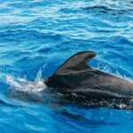 Tenerife: Whale & Dolphin Watching with Drinks and Snacks - Frequently Asked Questions