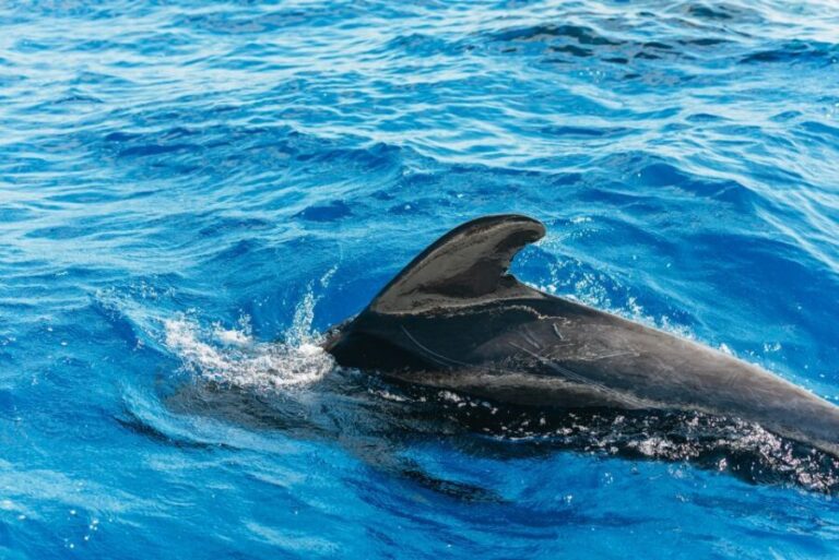 Tenerife: Whale & Dolphin Watching with Drinks and Snacks - Frequently Asked Questions