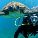 Tenerife: Your First Scuba Diving Experience in Turtle Area - The Real Experience: What Past Participants Say