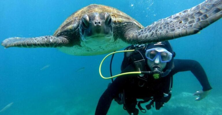 Tenerife: Your First Scuba Diving Experience in Turtle Area - The Real Experience: What Past Participants Say