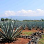 Tequila distillery experience, Jose Cuervo & Tequila Magic Town - Value for Money