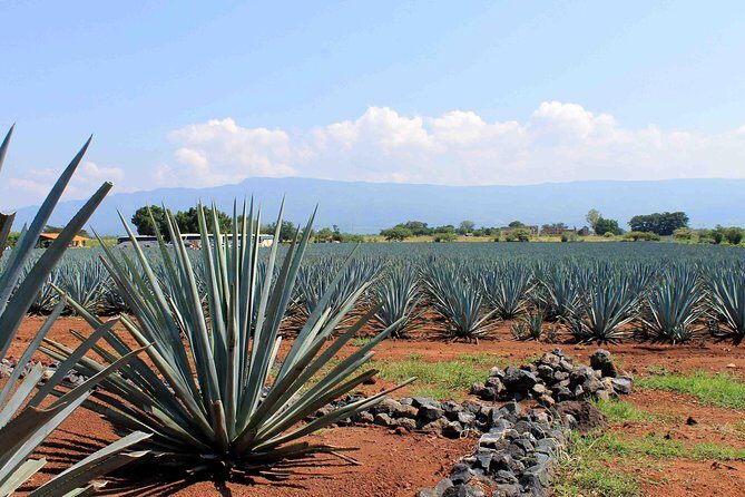 Tequila distillery experience, Jose Cuervo & Tequila Magic Town - Value for Money