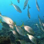 Terceira Azores: Scuba-Double dive Trip(certified Divers) - Final Thoughts