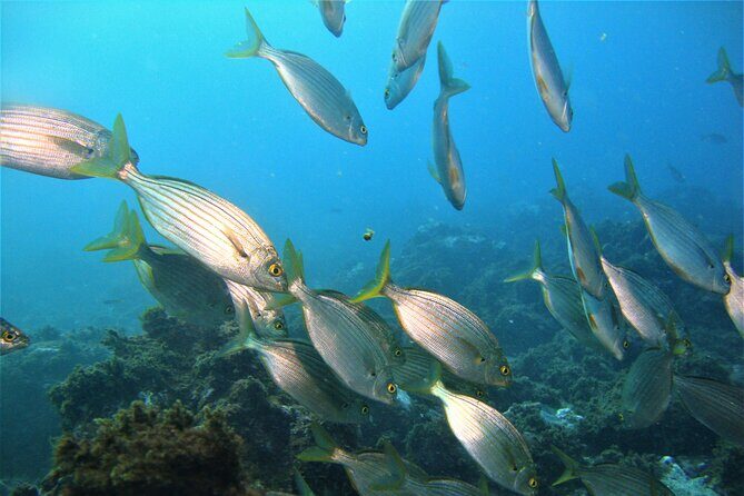 Terceira Azores: Scuba-Double dive Trip(certified Divers) - Final Thoughts
