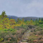 Terceira Island: Mistérios Negros & Mist. Novo Hike w/picnic - Scenic Picnic at Pico Gaspar