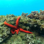 Terceira Island: Snorkeling Adventure - Who Will Love This Snorkeling Tour?