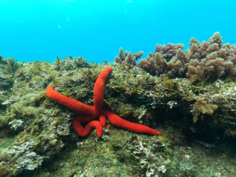 Terceira Island: Snorkeling Adventure - Who Will Love This Snorkeling Tour?