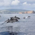Terceira Island: Swimming with Dolphins + Snorkeling - The Experience Provider: OceanEmotion