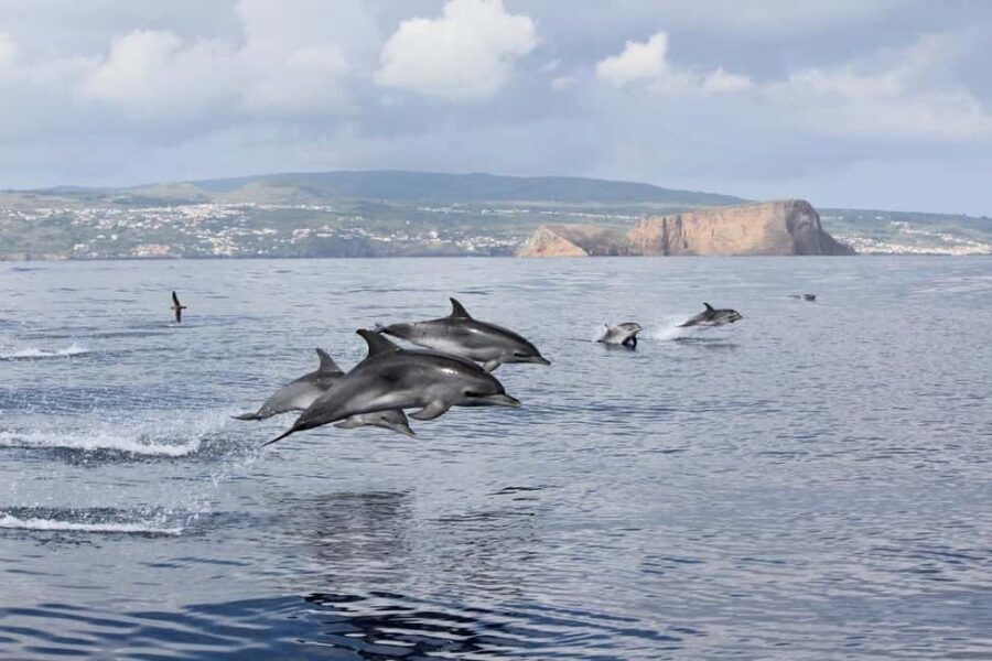 Terceira Island: Swimming with Dolphins + Snorkeling - The Experience Provider: OceanEmotion