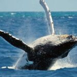 Terceira Island Whale Watching and Jeep Tour - The Tour’s Practicalities