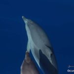 Terceira Island: Whale Watching + Ilhéus das Cabras - What to Expect from Your Tour