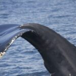 Terceira: Whale and Dolphin Watching in a Zodiac Boat - FAQ