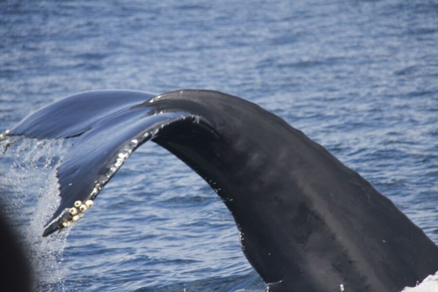 Terceira: Whale and Dolphin Watching in a Zodiac Boat - FAQ