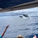 TEST Ultimate Whale Watch from Lahaina - The Itinerary in Detail
