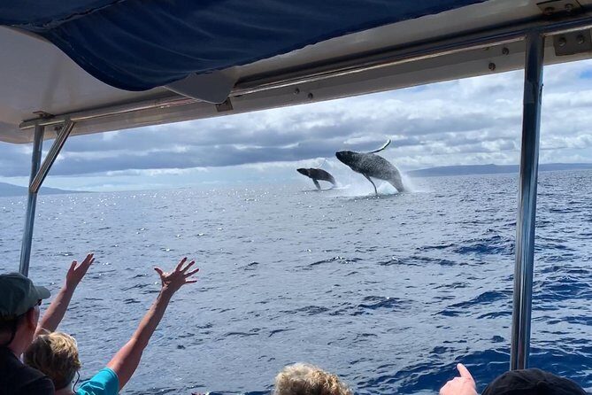 TEST Ultimate Whale Watch from Lahaina - The Itinerary in Detail