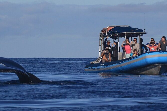 The Best 12 pm 1.5 Hour Whale Watching Tour - Who Should Consider This Tour?