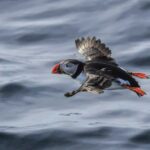 The Bird Safari Tour - What Makes This Tour Special?