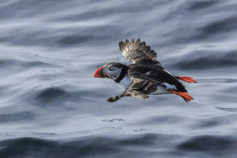 The Bird Safari Tour - What Makes This Tour Special?