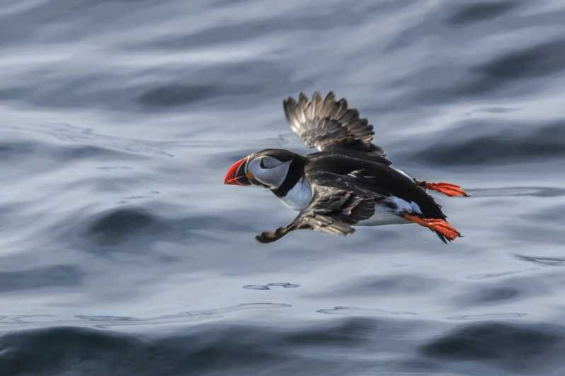 The Bird Safari Tour - What Makes This Tour Special?