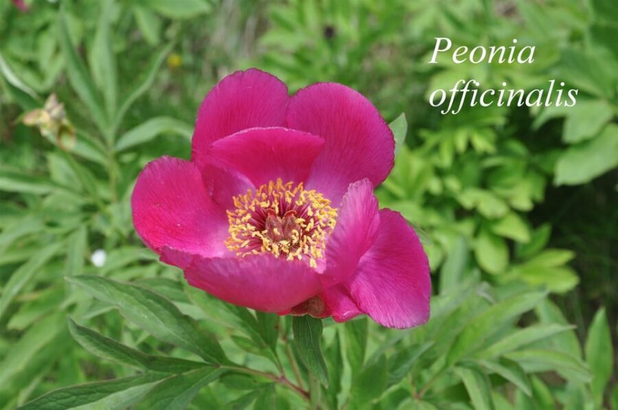 THE BOTANICAL GARDENS OF AOSTA VALLEY - The Itinerary and Experience