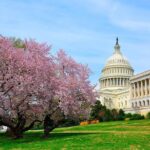 The DC Cherry Blossom Tour - An In-Depth Look at the Tour
