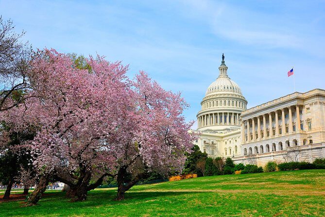 The DC Cherry Blossom Tour - An In-Depth Look at the Tour