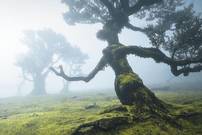 The Fanal Forest by Feeling Madeira - Key Points