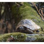 The Island of the Snakes - Golem Grad - The Experience You’ll Love