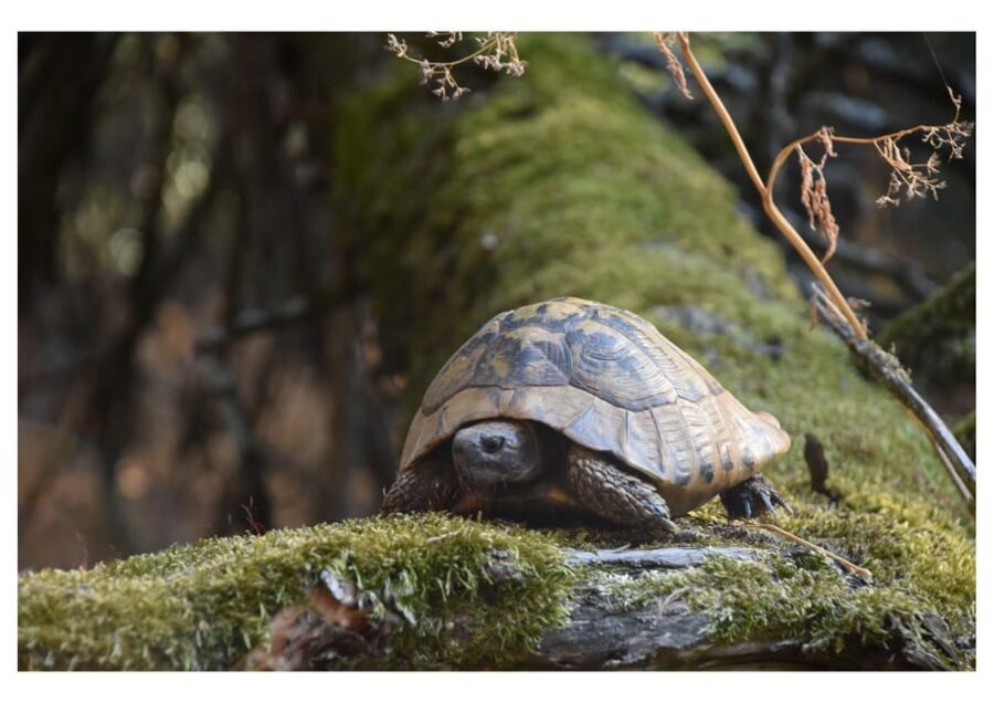 The Island of the Snakes - Golem Grad - The Experience You’ll Love