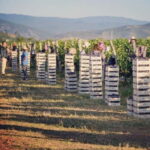 The largest winery in Montenegro: private tour & transport - What Makes This Tour Stand Out