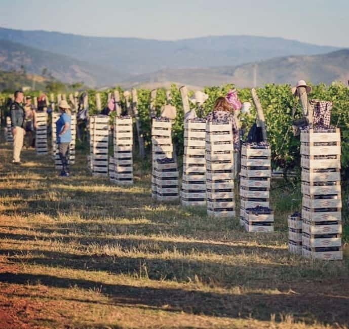 The largest winery in Montenegro: private tour & transport - What Makes This Tour Stand Out