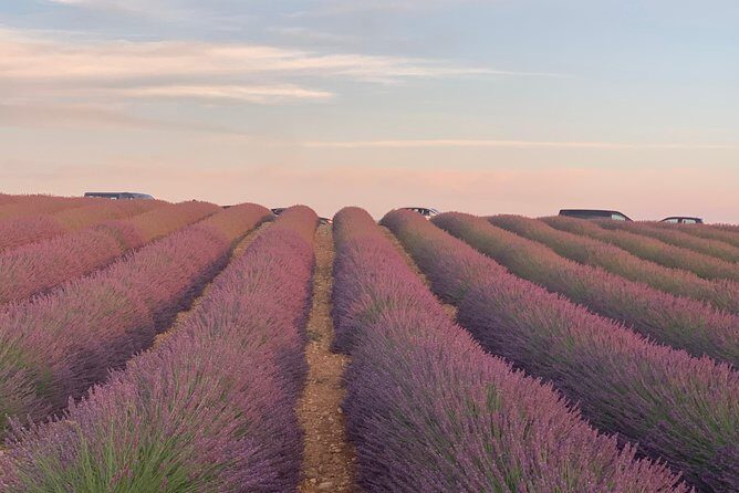 The Lavender tour from marseille or aix en provence - Who Is This Tour Best For?
